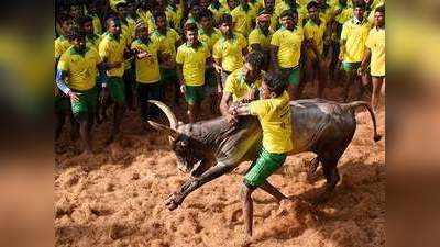 Jallikattu: 2019ஆம் ஆண்டின் முதல் ஜல்லிக்கட்டு அரியலூரில் கோலாகலம்