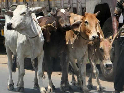 2014-2017 के बीच पकड़े गए गोमांस में से बड़ा हिस्सा बैल, भैंस का निकला, गाय का सिर्फ 7%