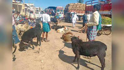 ಕಾಳು ಕಡಿಗೆ ಕುರಿ ಹಿಕ್ಕಿ ಕಾಟ