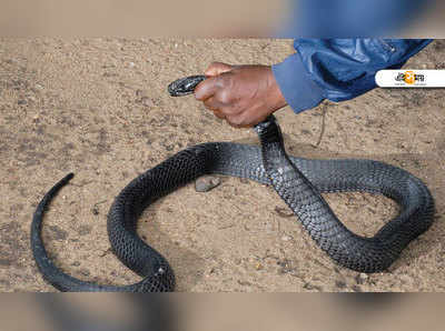 কামড় খেয়েও কেউটে নিয়ে সটান হাসপাতালে কৃষক