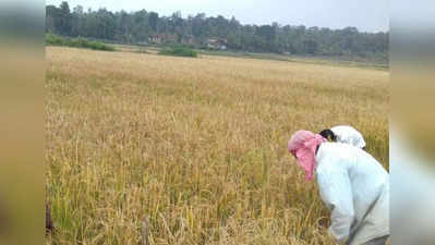 ಅತೀರಾ ಬೆಂಬಲ ಬೆಲೆಯಿಂದ ದೂರ