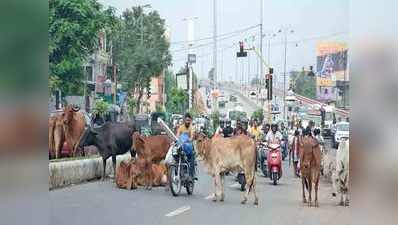 आवारा पशुओं को लेकर किसानों ने घेरा कलेक्ट्रेट, मनाने में पुलिस के छूटे पसीने