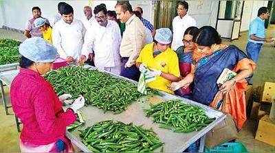 విజయనగరం, ప్రకాశం బెండకాయలు.. జర్మనీకి!