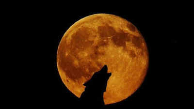 Super Blood Wolf Moon: ఉల్ఫ్ మూన్.. చంద్ర గ్రహణానికి, తోడేలుకు ఏమిటీ సంబంధం? 