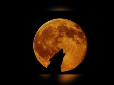 Super Blood Wolf Moon: ఉల్ఫ్ మూన్.. చంద్ర గ్రహణానికి, తోడేలుకు ఏమిటీ సంబంధం?