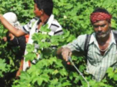 कीटकनाशकांमुळे कॅन्सर समज चुकीचा