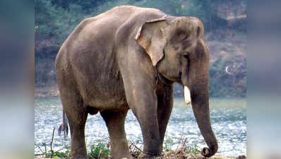 छत्तीसगढ़: बिगड़े हाथी के हमले में दो ने गंवाई जान