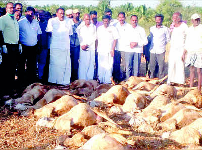 ವಿಷಪೂರಿತ ಮೇವು ಸೇವನೆ: 52 ಕುರಿಗಳು ಸಾವು