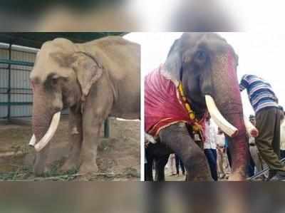 Gajraj Elephant Story: 50 ఏళ్ల బందీ నుంచి విముక్తి.. ఈ గజరాజు స్వేఛ్చా ప్రపంచంలోకి వచ్చి ఏడాది!