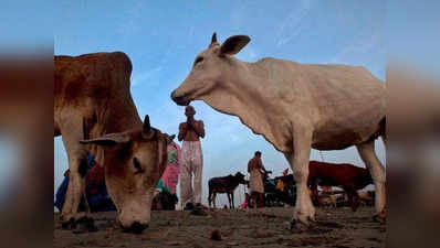 अवैध स्लॉटरिंग और मांस बिक्री पर हाई कोर्ट ने महाराष्ट्र सरकार को दिए निर्देश