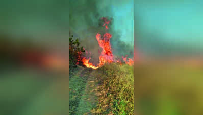 ಬಂಡೀಪುರ ಅರಣ್ಯದಲ್ಲಿ ಬೆಂಕಿ: ನಾಲ್ಕಾರು ಎಕರೆ ನಾಶ