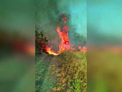 ಬಂಡೀಪುರ ಅರಣ್ಯದಲ್ಲಿ ಬೆಂಕಿ: ನಾಲ್ಕಾರು ಎಕರೆ ನಾಶ