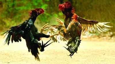 Cock fights: గోదావరి జిల్లాల్లో జోరందుకున్న కోడిపందేలు 