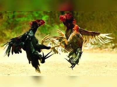 Cock fights: గోదావరి జిల్లాల్లో జోరందుకున్న కోడిపందేలు