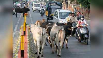 आवारा पशुओं ने फुलाईं सफाईकर्मियों की सासें, कूड़े से घुट रहा है लोगों का दम