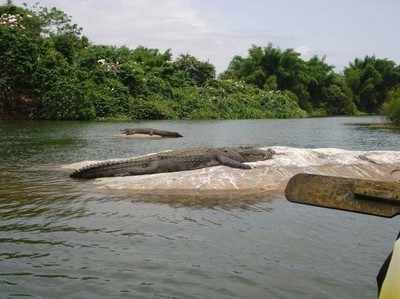 130 ವರ್ಷದ ಮೊಸಳೆ ಸಾವು: ಛತ್ತೀಸ್‌ಗಢದ ಗ್ರಾಮಸ್ಥರಿಂದ ಅಂತ್ಯಸಂಸ್ಕಾರ, ದೇಗುಲ ಕಟ್ಟಲು ಚಿಂತನೆ