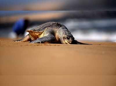 கோவளம் கடற்கரையில் இறந்த நிலையில் கரை ஒதுங்கிய ஆலிவ் ரிட்லிஸ் ஆமை!