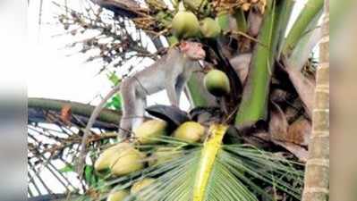 ಕಪಿಚೇಷ್ಠೆಯಿಂದ ಕಂಗೆಟ್ಟಿದ್ದ ಕೃಷಿಕರ ಚಿಂತೆ ಹೆಚ್ಚಿಸಿದ ಮಂಗಗಳ ಸಾವು