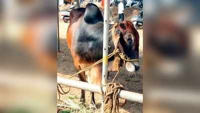 ಕೋಟದಲ್ಲಿ ಗೋವಿನ ಹಾಡು!