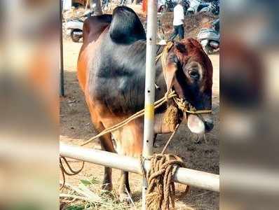 ಕೋಟದಲ್ಲಿ ಗೋವಿನ ಹಾಡು!