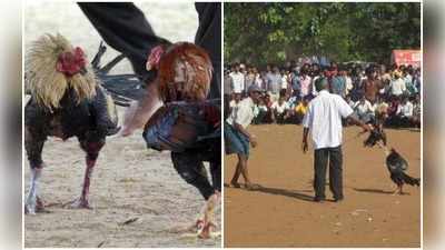 కాలు దువ్వుతున్న పందెం కోళ్లు.. కోట్లలో బెట్టింగులు