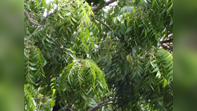 गाजियाबादः सीबीआई अकैडमी कैम्पस में गैरकानूनी तरीके से काटे गए नीम के 60 पेड़