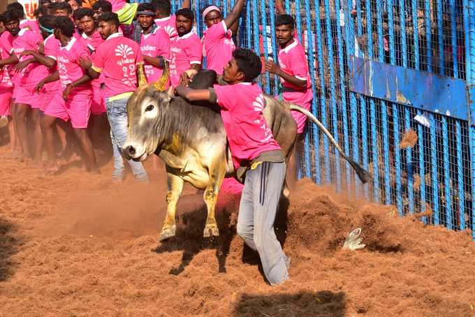 அவனியாபுரம் ஜல்லிக்கட்டு