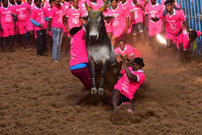 அவனியாபுரம் ஜல்லிக்கட்டு