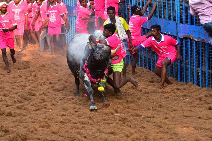 அவனியாபுரம் ஜல்லிக்கட்டு