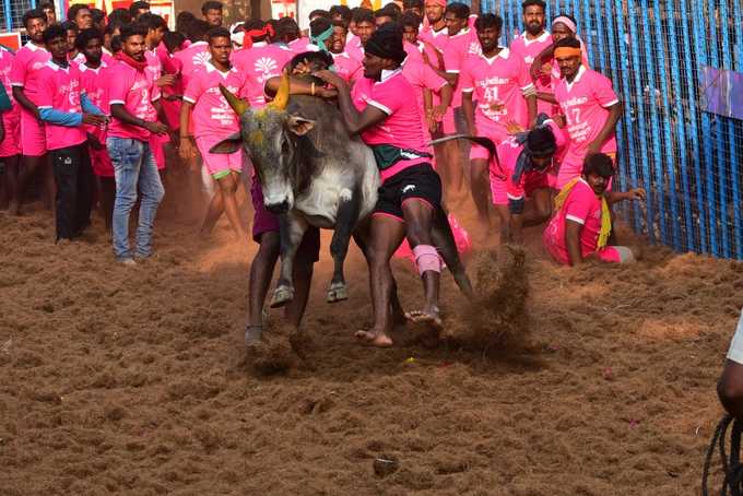 அவனியாபுரம் ஜல்லிக்கட்டு