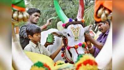 Tamil Nadu Mattu Pongal: உழவுக்கு உயிரூட்டும் மாட்டுப் பொங்கலின் சிறப்புகள்!