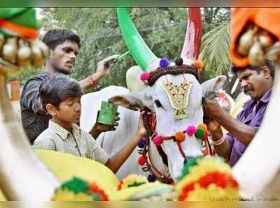Tamil Nadu Mattu Pongal: உழவுக்கு உயிரூட்டும் மாட்டுப் பொங்கலின் சிறப்புகள்!