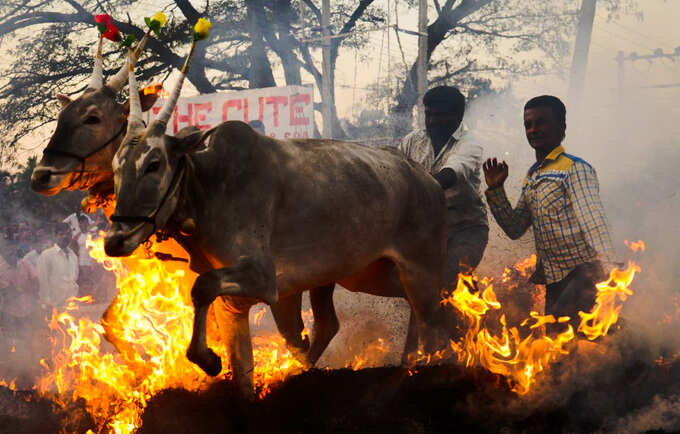 ​2019ರ ಮೊದಲ ಹಬ್ಬ ಸಂಕ್ರಾಂತಿಯ ಸಂಭ್ರಮದಲ್ಲಿ ಜನತೆ