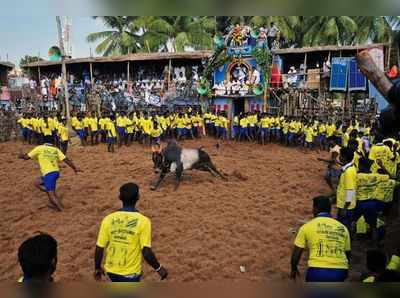 கலைகட்டிய பாலமேடு ஜல்லிக்கட்டு: காளையை அடக்கும் காளையர்கள்!!