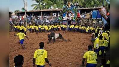 இன்று  பாலமேடு ஜல்லிக்கட்டு: காளைகள், மாடுபிடி வீரர்கள் ரெடி