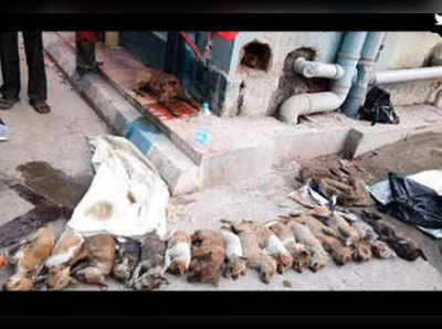कोलकाताः पैरों से लिपटते थे इसलिए दो नर्सों ने पीट-पीट कर मार डाले 16 पिल्ले