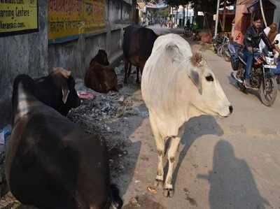 प्रवासी भारतीय सम्‍मेलन: प्रशासन के लिए चुनौती बने बनारसी सांड