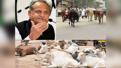 Stray Cows: వీధుల్లో తిరిగే ఆవులను దత్తత తీసుకుంటే... ప్రభుత్వ సన్మానం!