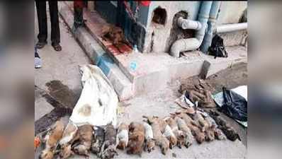 16 पिल्लों की हत्या:साजिशन वायरल हो रही रायगंज के नर्स की तस्वीर! साइबर पुलिस ने शुरू की जांच