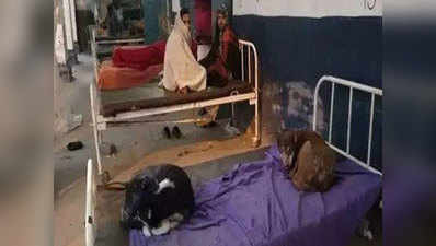 बिहार में सरकारी अस्पताल के बेड पर सो रहे कुत्ते, तेजस्वी ने तस्वीरें ट्वीट कर कसा तंज