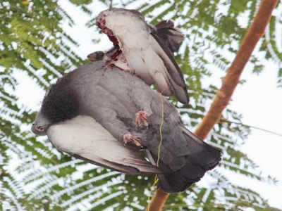 पारवा, वटवाघळाचा मृत्यू