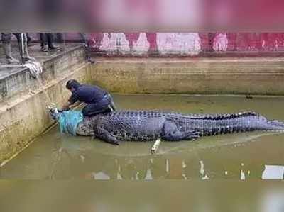 ಆಹಾರ ನೀಡಲು ಹೋದ ಮಹಿಳೆಯನ್ನೇ ಆಹಾರವನ್ನಾಗಿಸಿಕೊಂಡ ಮೊಸಳೆ!