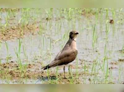 ಕಾಸರಗೋಡಿನ ಭತ್ತದ ಬಯಲು ನೋಡ ಬಂದ ಪೂರ್ವ ಗೊರವ