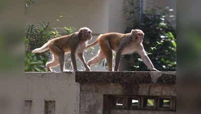 मथुरा: बंदरों के हमले में एक और महिला की मौत