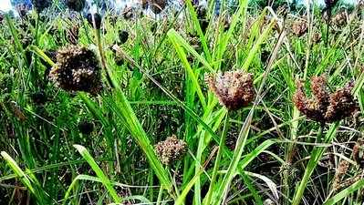 ಕೈಕೊಟ್ಟ ಬಿತ್ತನೆ ಬೀಜ ; ಅರ್ಧಕ್ಕೆ ಕುಸಿದ ರಾಗಿ ಫಸಲು