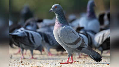 Save a Pigeon: ஒரு புறாவிற்காக ஒட்டு மொத்த மும்பையில் ஒடிய ரயிலும் ஸ்தம்பித்தது..! ஏன் தெரியுமா?