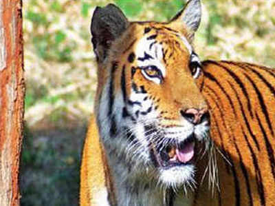 दुर्लभ मामला: बाघ ने किया बाघिन का शिकार, मारकर खा गया