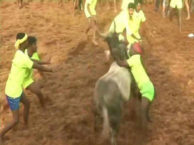 तमिलनाडु: वर्ल्ड रेकॉर्ड बनाने को आयोजित जल्लीकट्टू प्रतियोगिता में दो लोगों की मौत