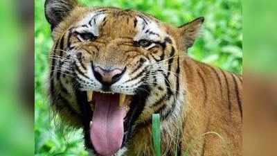 tiger eats tigress: अजब! वाघाने वाघिणीला मारून खाल्लं