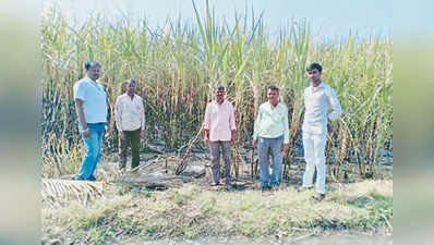 ಕಬ್ಬಿನ ಗದ್ದೆಗೆ ಬೆಂಕಿ